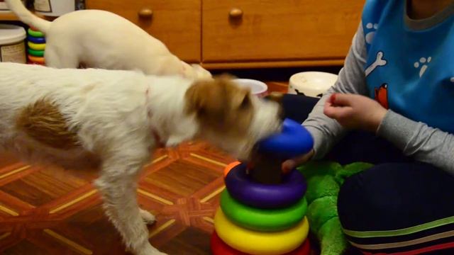 Скоростное собирание пирамидки - Луша