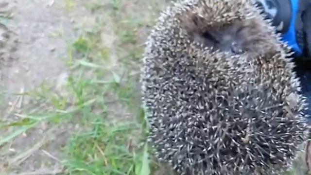 Увидели ежа, который переходил дорогу