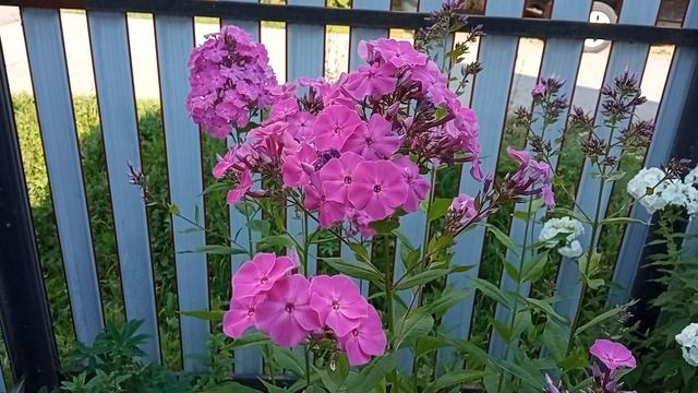 Цветение белых и розовых флокс.