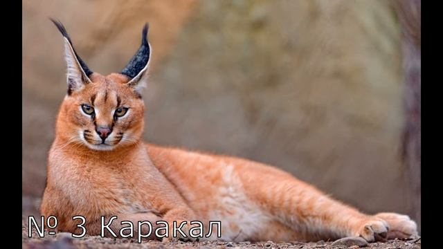 ТОП 5 САМЫХ ДОРОГИХ КОТОВ В МИРЕ КОТОРЫЕ СТОЯТ ЦЕЛОЕ СОСТОЯНИЕ!!!