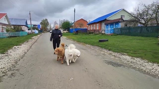 наше Рыжебелое чудо))