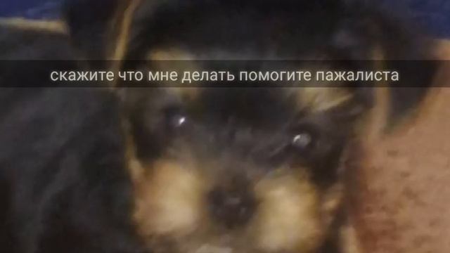 жалуюсь на мой телефон и говорю почему так долго нет видосов