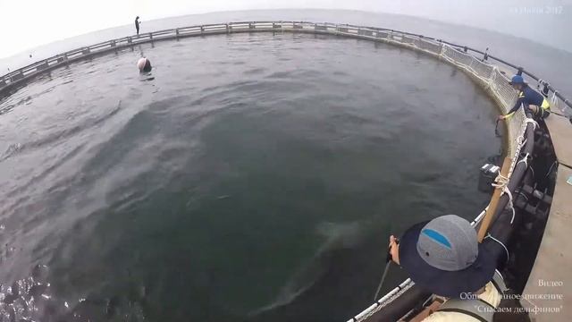 История дельфинов Дэпо и Гумдунг