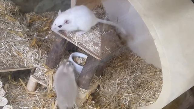 #mice #mouse #mousetok #Maus #Mäuse #Mäuschen #мышка #мышь #мыши