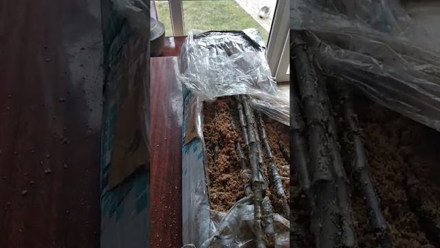 Зимняя окулировка яблони сорт Пинк Перл