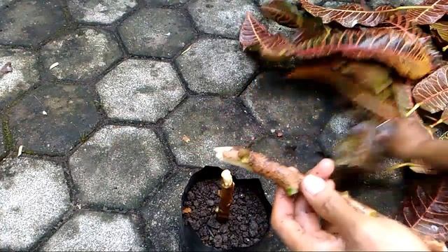 How To Grow Croton Plants From Stem Cuttings