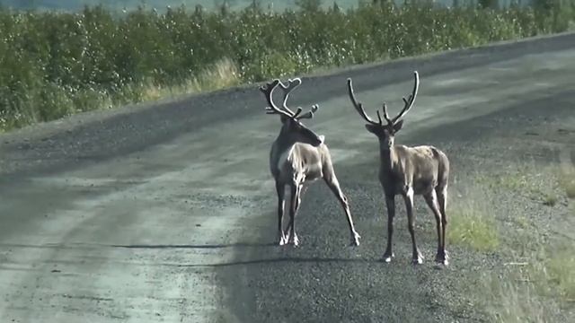 Чужих детей не бывает: бред от разведенных женщин с ребенком!
