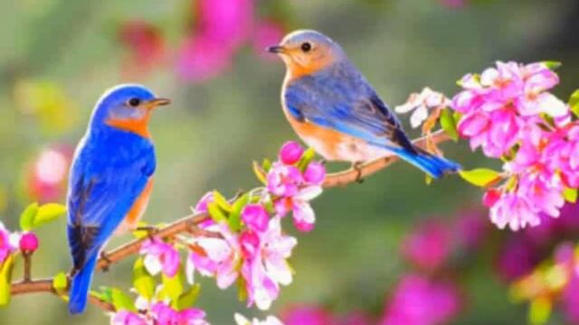 Красивие картинки весны