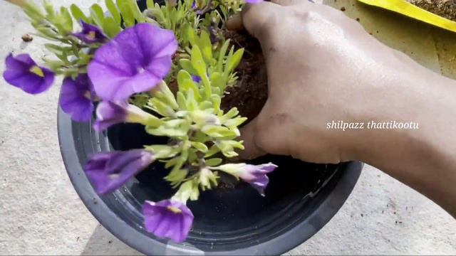 Miniature പെറ്റൂണിയ പൂക്കൾ /petunia Care/million Bell Mini Pettunia Propagation/shilpazz Thattikoot