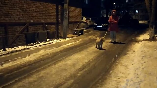 Півтонова гама🐍