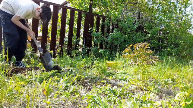 Vlog ✅Приехали на дачу🌷Высадили саженцы из 🚦Светофора🚦