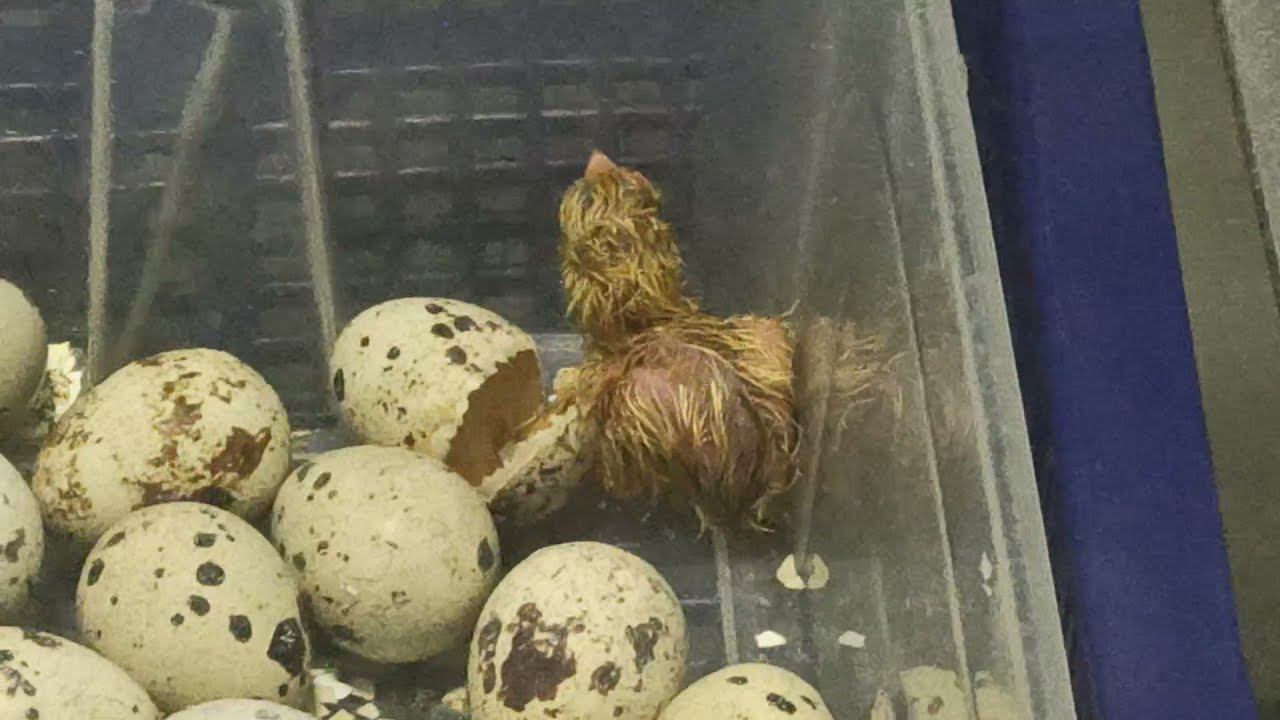 Испытание выводного инкубатора Перепел .