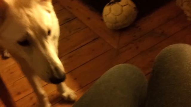 White Swiss Shepherd Think My Friends Rats Is Toys