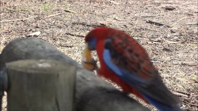 Австралия Грампианс. Сгоревший Лес