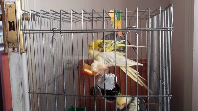 88c982a2a2214fe3c506930488ecadcf