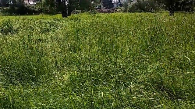 Изумрудно-зеленый луг