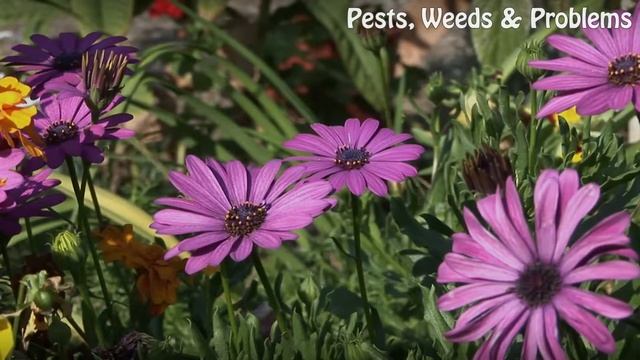 How To Kill Tortoise Beetles On Tomato Plants