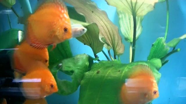 Улучшение аквариума.  Интересные моменты и изменения