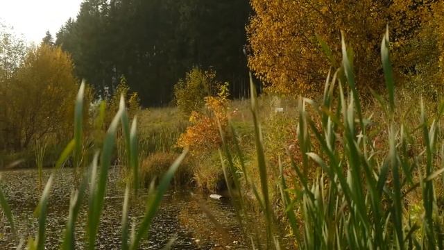 Осень в Подмосковье
