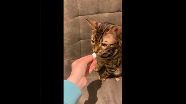 Лео пробует человеческую еду! Наберём 3к просмотров? 😺