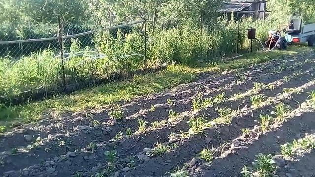 капельный полив удобно