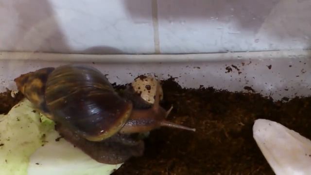 811f52a9e4a27fc599f0f7f6c8026a84