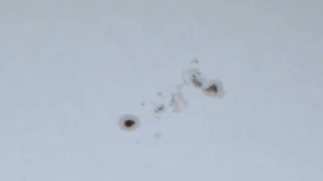 ? Zooming In On The Sun With Large Sunspots! Nikon P1000 - Almost Like A Telescope! ?