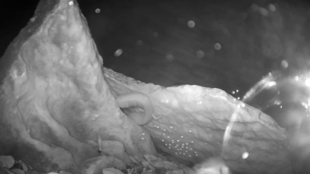 Proteus Anguinus Laying Eggs In Postojna Cave, Slovenia