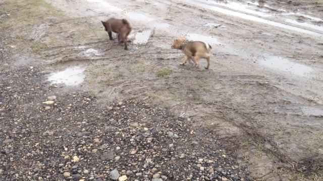 ДЕРЕВЕНСКИЕ БУДНИ __ НАС ЗАЛИВАЕТ __ НА РЕКЕ ПОДНЯЛАСЬ ВОДА