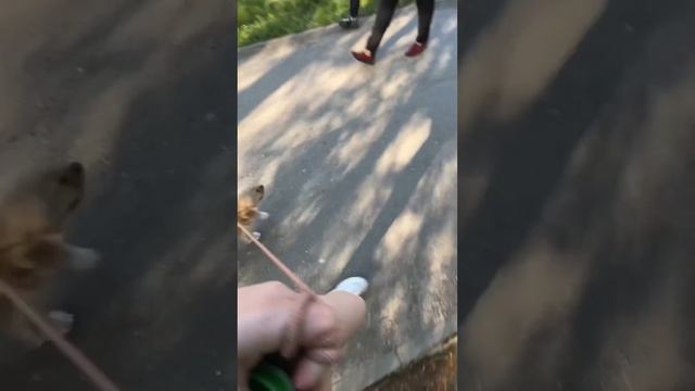 Первая прогулка со щенком #кокерспаниель #дрессировка