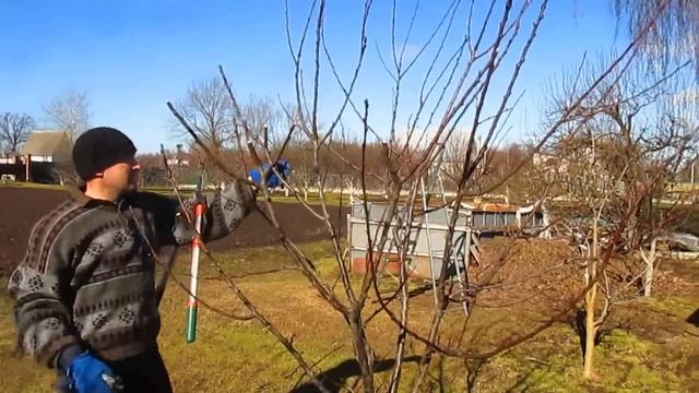 КАК ОБРЕЗАТЬ АБРИКОС, ЧТОБЫ ОН НЕ РАЗВАЛИВАЛСЯ ОТ УРОЖАЯ.