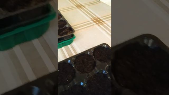 Ячейки их ФИКС ПРАЙС.Экспресс посадка питунии.