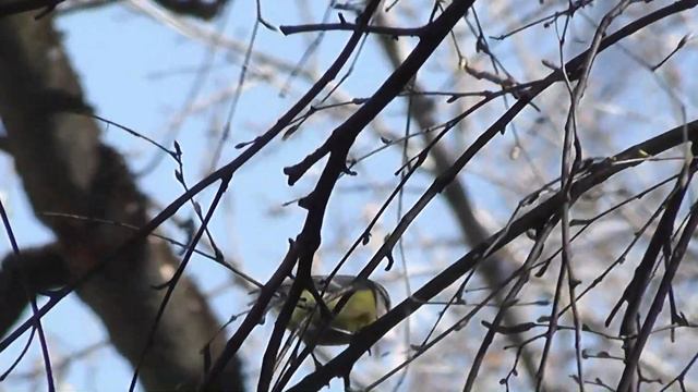 Городские птицы. Лазоревки нашего двора / Blue Tit In Our Yard
