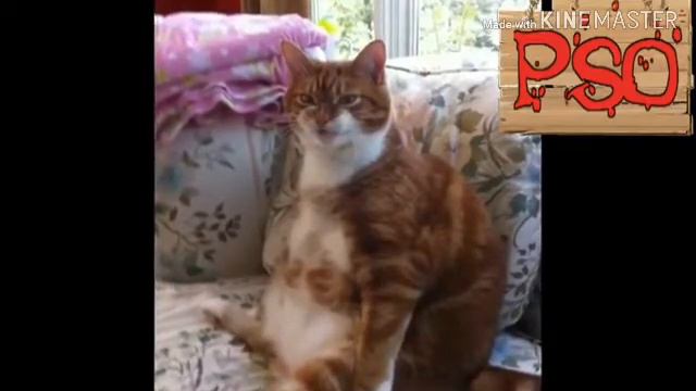 Самые смешные приколы с животными с озвучкой