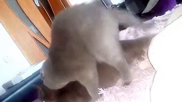 Коты )) шпили- вили))