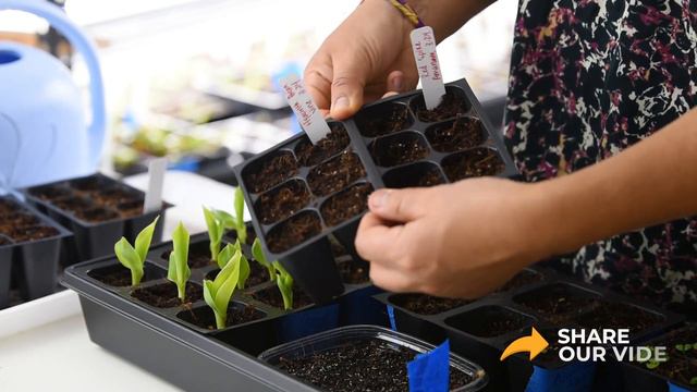 🌿How I Killed My Brassicas 💔 INDOOR SEEDLINGS UPDATE March 2021