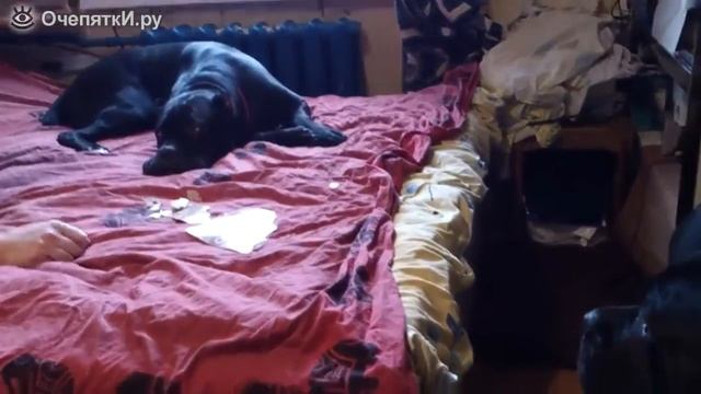 Пес оторвал линолеум