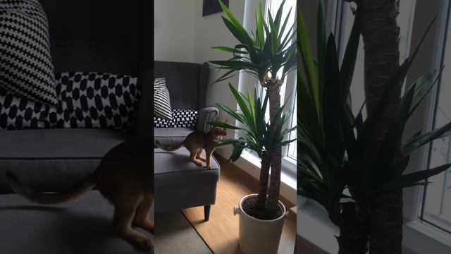 Абиссинская кошка / Abyssinian Cat