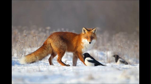 Дикая природа: друзья и путешествия