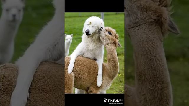 Кто это сказал, что кот свинье не товарищ? 🤣😂