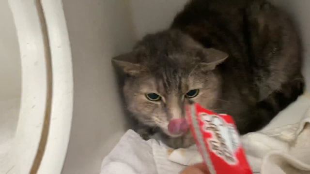 Sweet Samara 146154 Is A Shy And Sweet Girl Who Needs A Gentle Adopter.