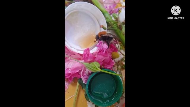 Кормим шмеля мёдом.