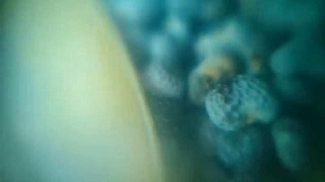 Мак под микроскопом