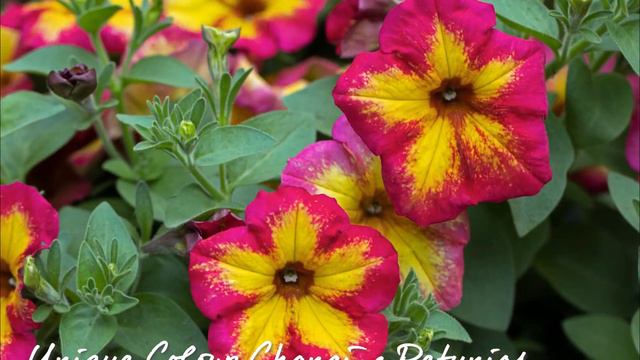 Sensational Colour Changing Petunia