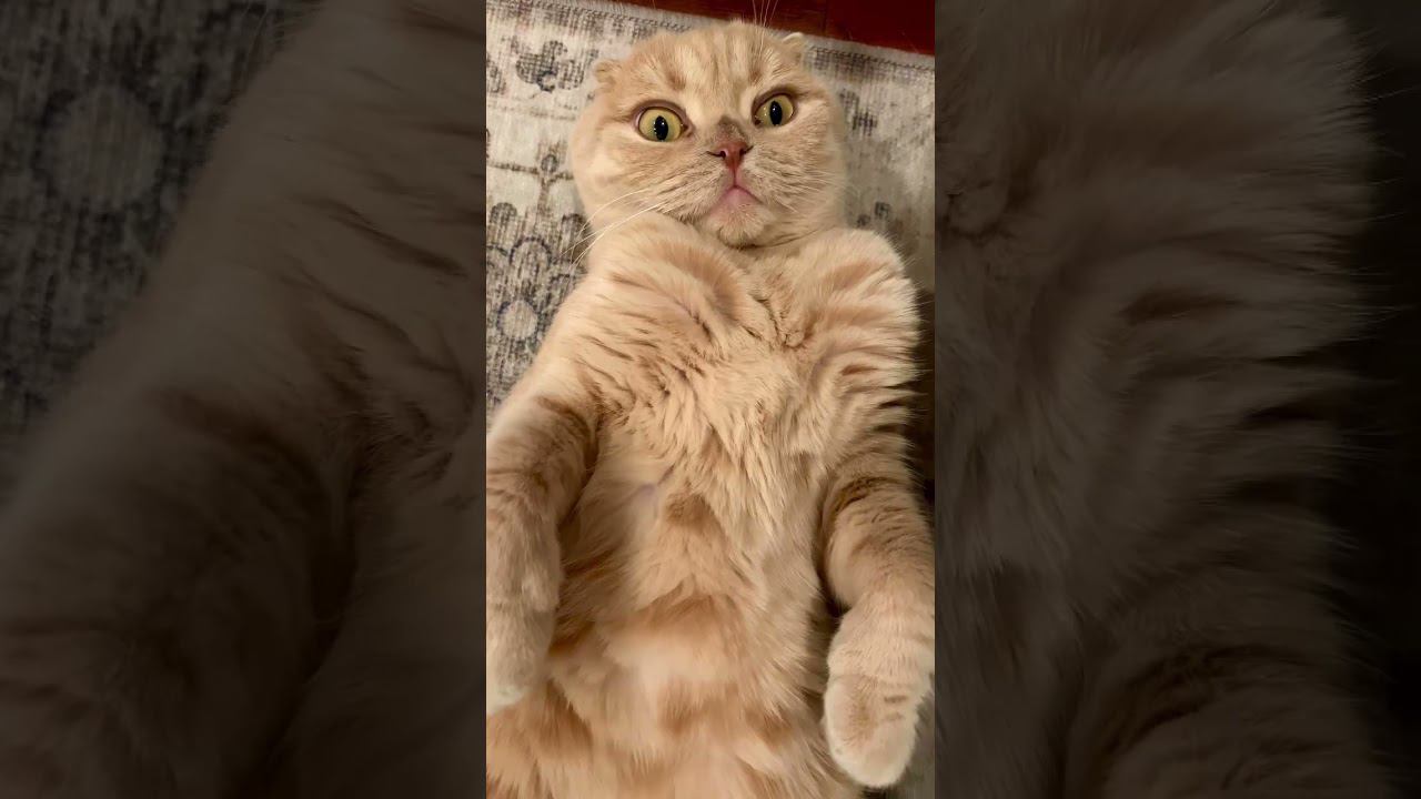 Always Surprised Eyes #leviniko #catseyes #surprisedlook #funnycat #scottishfold