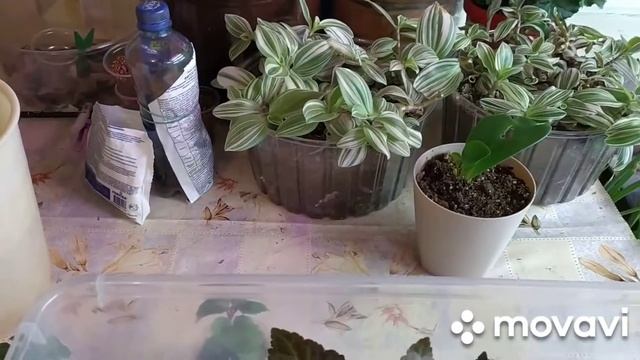 большой обзор и полив всех моих растений.