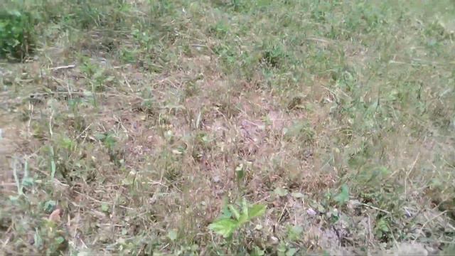 Репортаж от первого лица.#теплица #дача #огород #