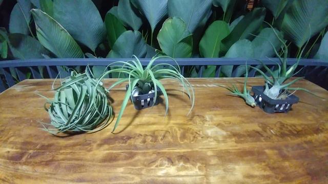 Airplant (Tillandsia) Depup Sequel Of Episode 1 & 2