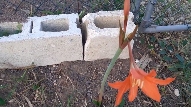Striped Barbados Lily | Hippeastrum Striatum