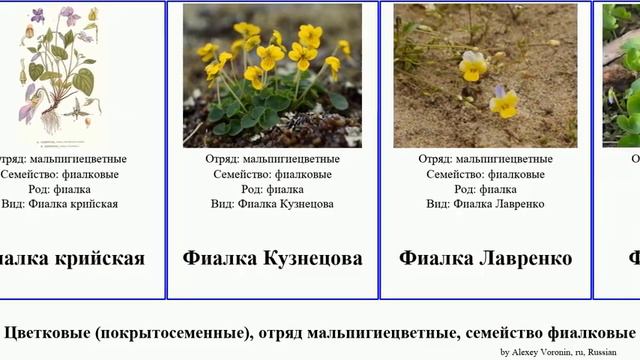 Цветковые (покрытосеменные), отряд мальпигиецветные, семейство фиалковые фиалка Pan Josh Кузнецова